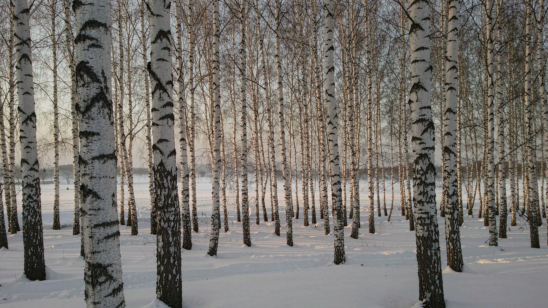 02_birch