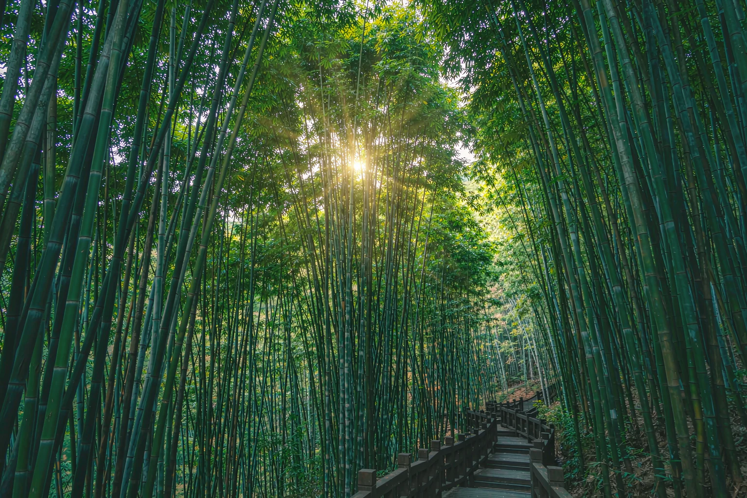 蜀南竹海